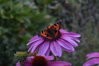 /album/bilder/dsc-0707-jpg/